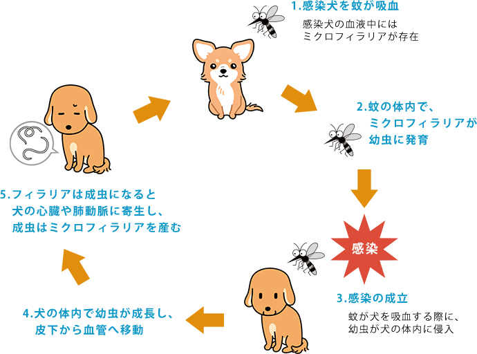 フィラリアの感染経路