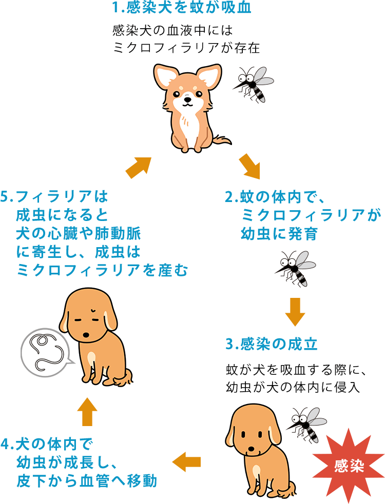 フィラリアの感染経路