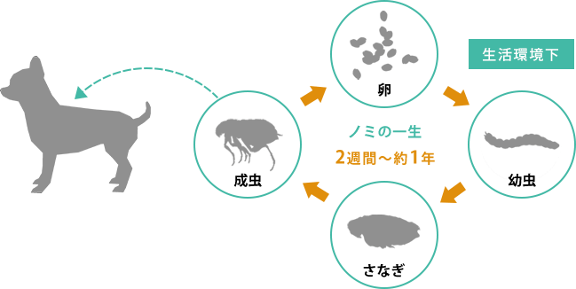 ノミの一生