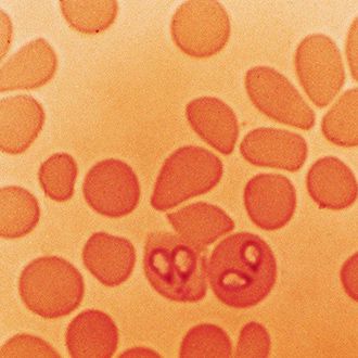 ダニから感染した住血原虫バベシアの写真
