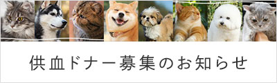 供血ドナー募集のお知らせ
