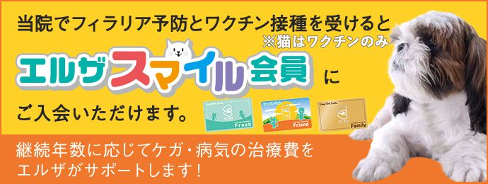混合ワクチン接種 姫路 神戸の動物病院 エルザ動物病院