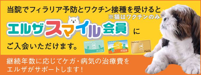 フィラリア予防 姫路 神戸の動物病院 エルザ動物病院